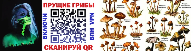 Купить где  Белорецк  Галлюциногенные грибы мицелий 
